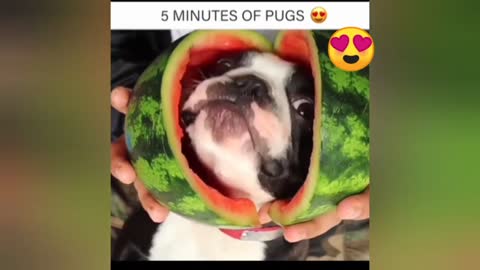 Funny Pets - Very Very Funny