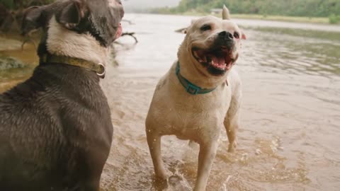 Responsible Older Brother Breaks Up A Playful Puppy Fight