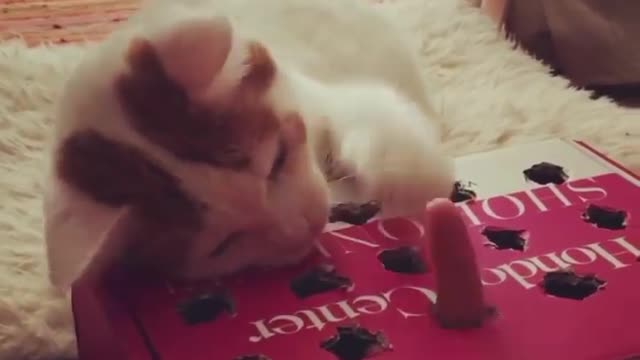 Some fun play with my cat /funny cat. /cute cat