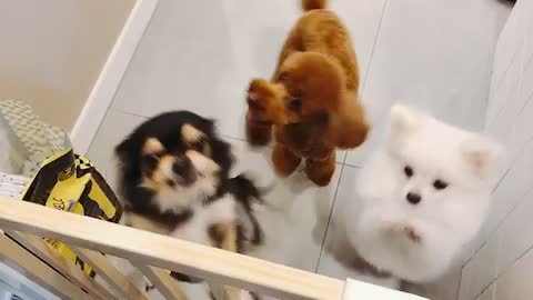 Cute puppies to welcome.