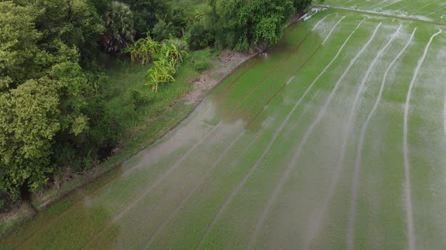 A rice field in Thailand from above - Vivid green farming fields