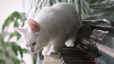 A sweet cat walk on a musical instrument