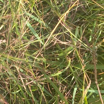 A tiny green praying mantis!