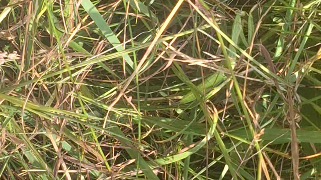 A tiny green praying mantis!