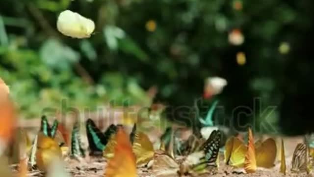 Beautiful Butterflies