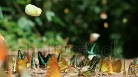 Beautiful Butterflies