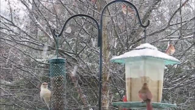 Snowstorm Birds 2