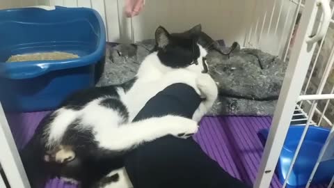 Black and white kitten playing in the cage