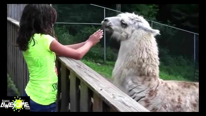 Llama spits in woman's face!