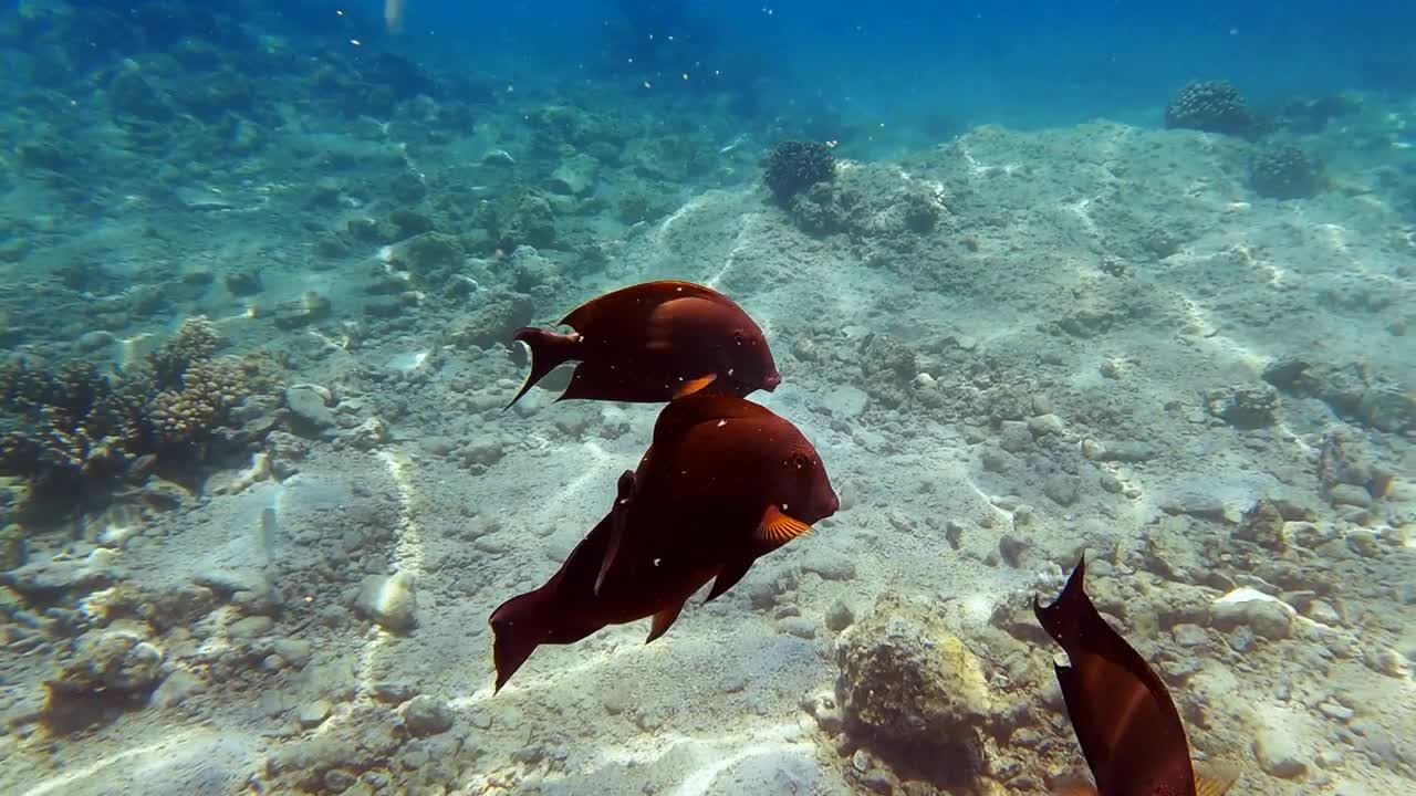 Close-up view of Lined Bristletooth swimming underwater