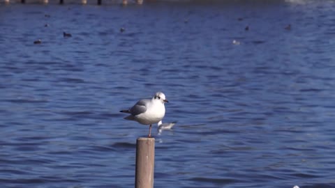 blue-wonder-snow-dresden-pigeons