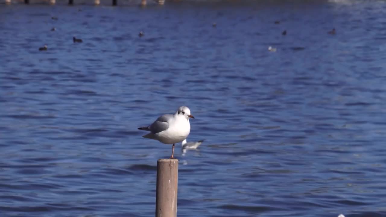 blue-wonder-snow-dresden-pigeons
