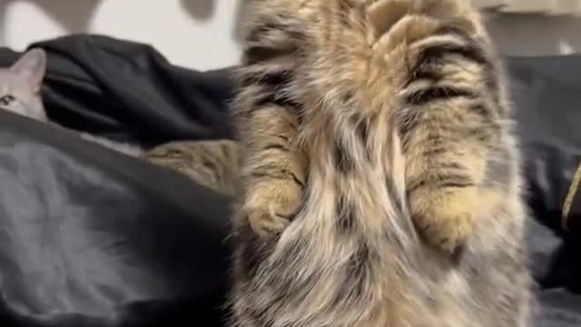 cute cat video viral #shorts