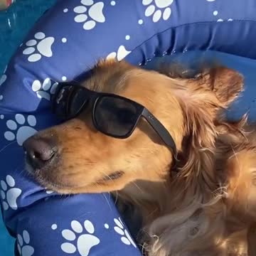 Teddy had a wild night 😅🍻