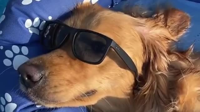 Teddy had a wild night 😅🍻