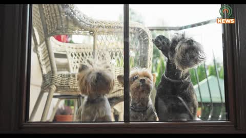 How to Keep Your Pets Safe From Rising Temperatures