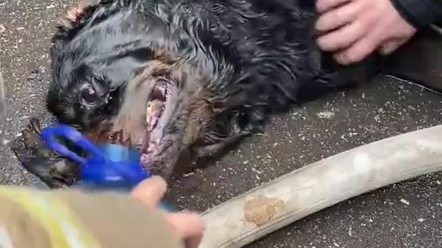 Firefighters Pump out Rottweiler.