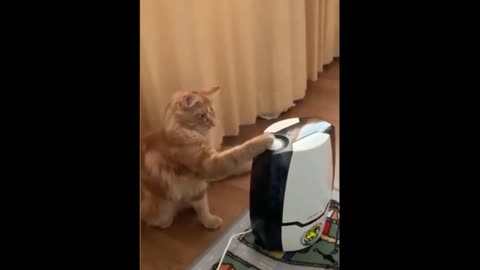 Smart funny cat