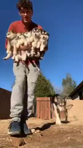 Funny Dog Videos That Will Make You