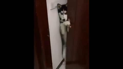 a dog seeing who is behind the door