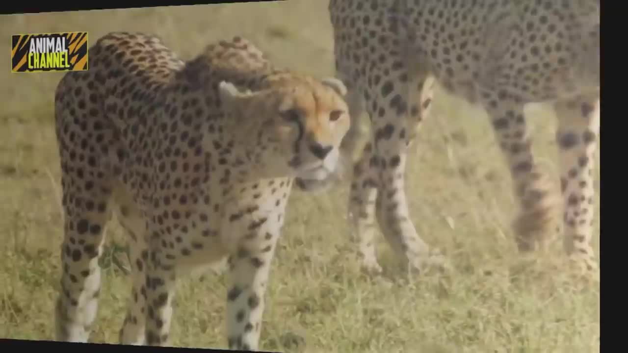 Animals that Kill Warthogs including Lions, Tiger, leopards and More