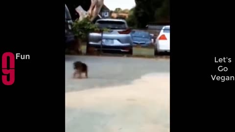 Try not to Laugh 😂 best video compilation