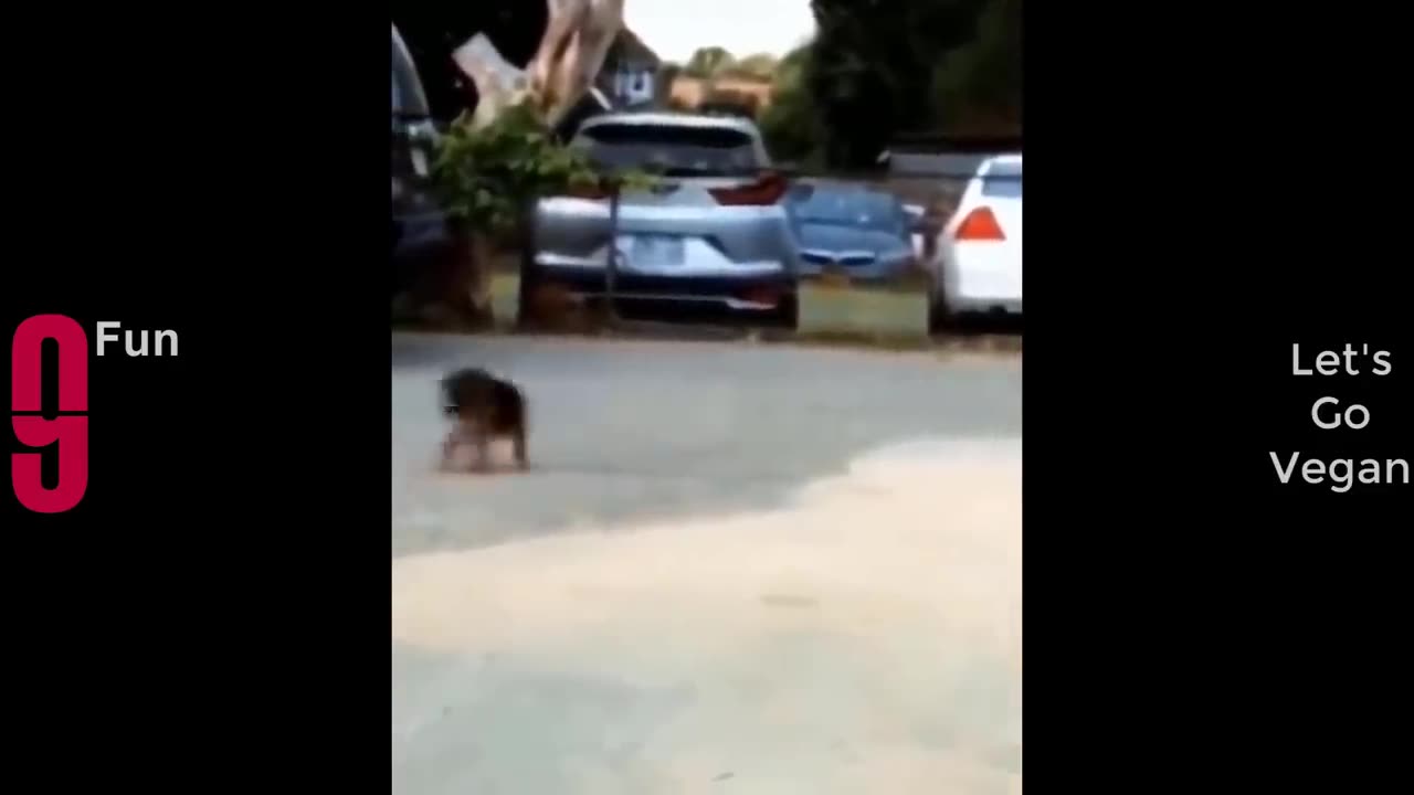 Try not to Laugh 😂 best video compilation