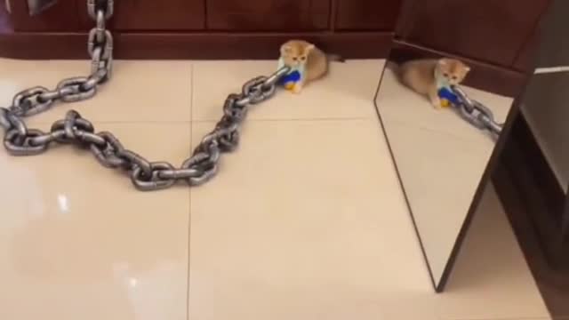 Suck a cat for a day, miss a cat for a lifetime.