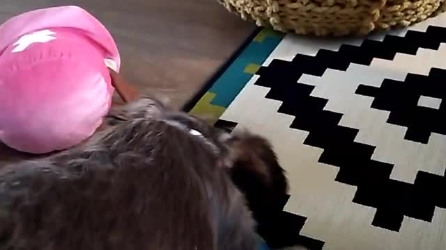 Brown dog catches toy then walks backwards toward owners