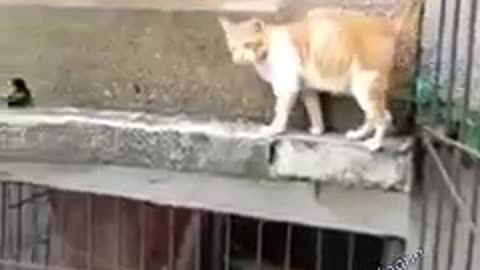 Confused Cat #shorts #viral #shortsvideo #video