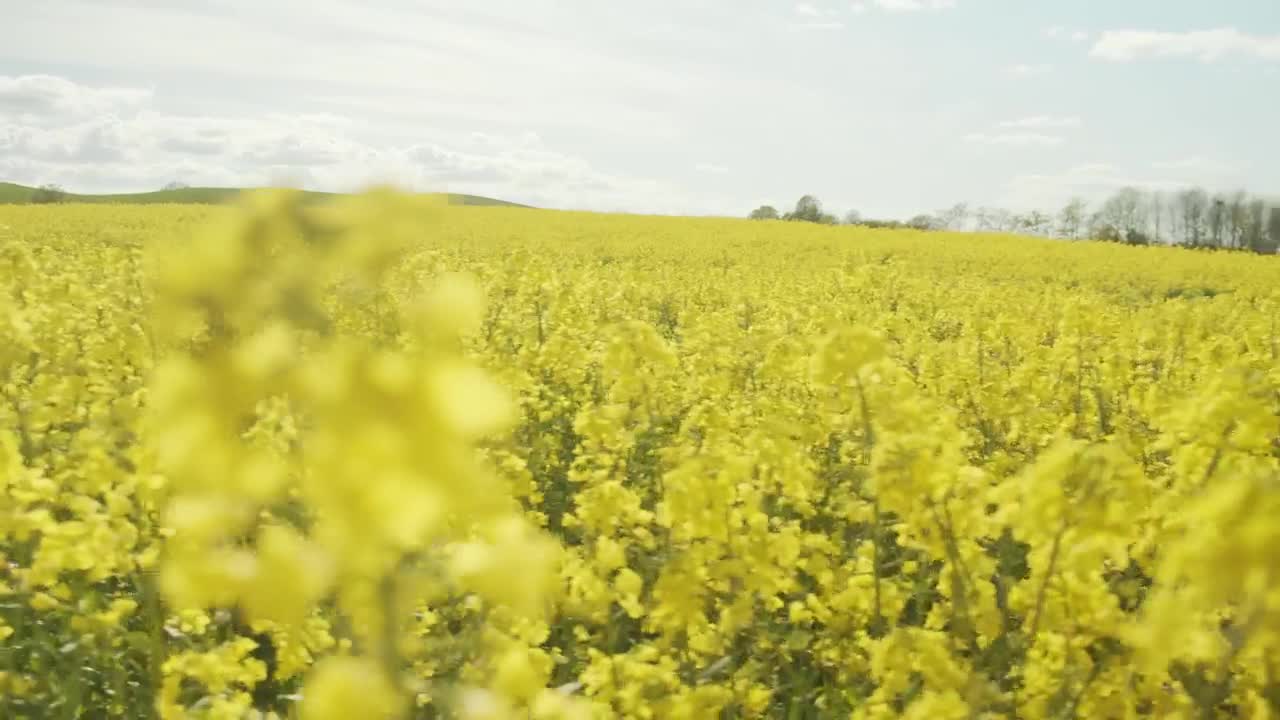 Yellow flowers with trees in the background