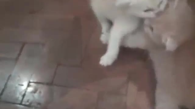 Mobile Legends kittens fight