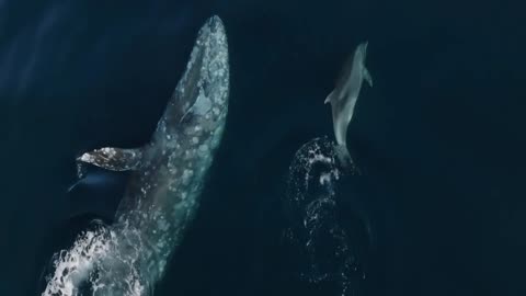 Gray whale and bottlenose!