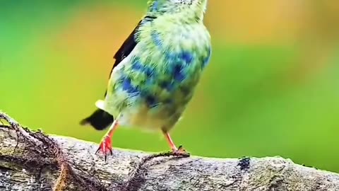 Red-legged Honey Creeper