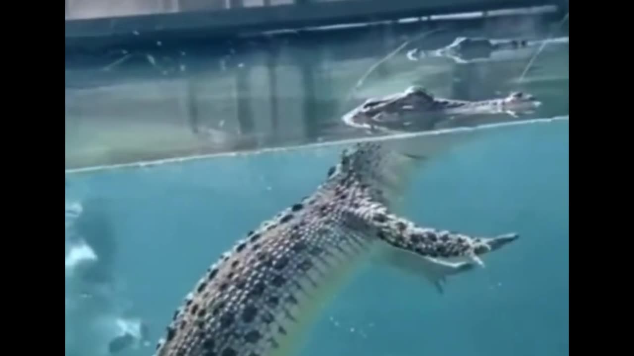 Damn, who else thinks less scary of Crocodiles now... 🐊