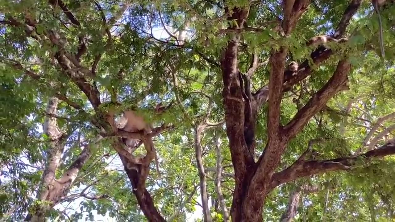 Fake_Tiger_Prank_Monkey_So_Funny video