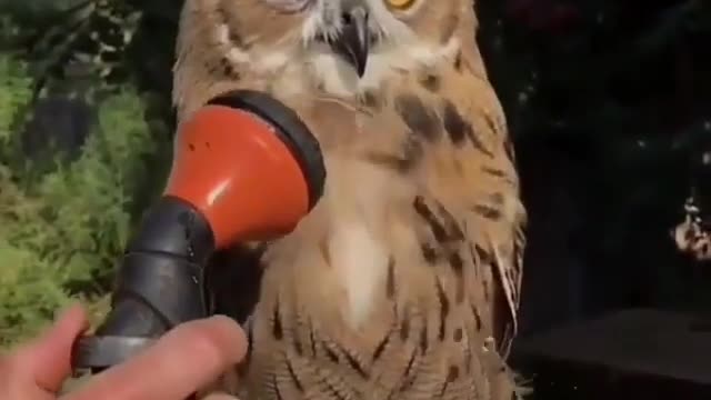 Owl Cooling Off