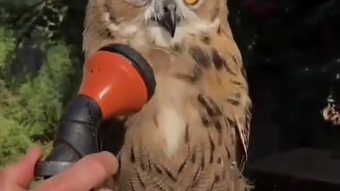 Owl Cooling Off