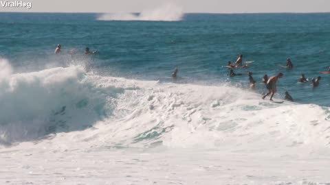 Whale Celebrates Perfect Wave at Banzai Pipeline