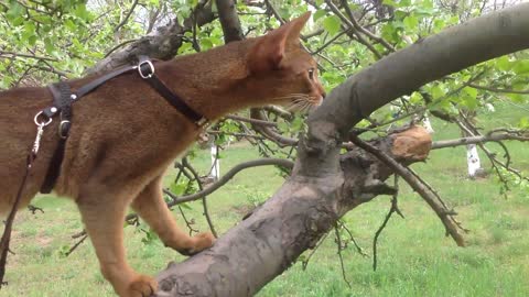 Simbasik in nature