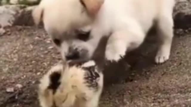 Cute Doge Playing Its Best Friend Hen Chick