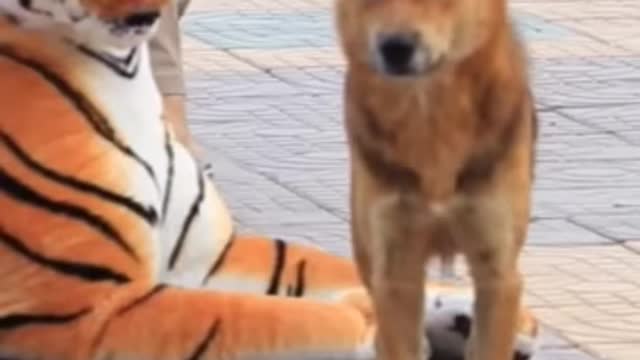 Dog and Fake tiger