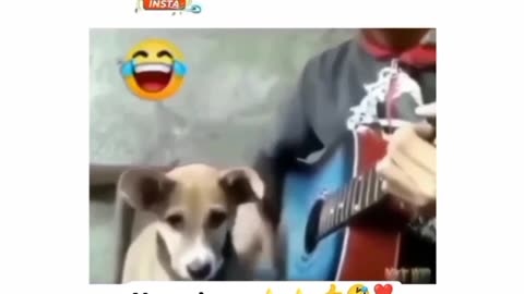 New dog singing songs 😂😂