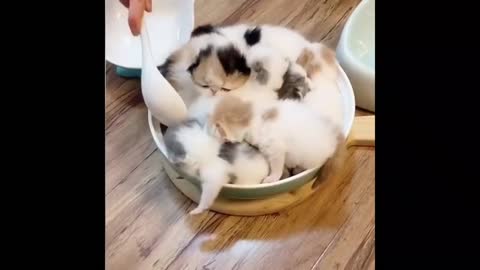 Fat And Tender Cats Videos #1