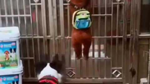 Funny dogs