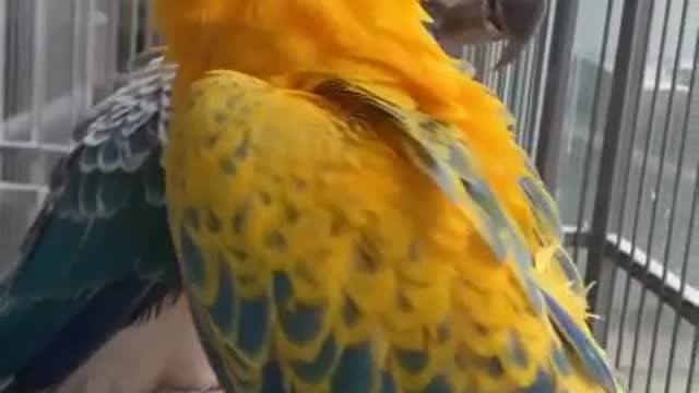 it's VeRy Beautifull Blue_And_Yellow Macaw