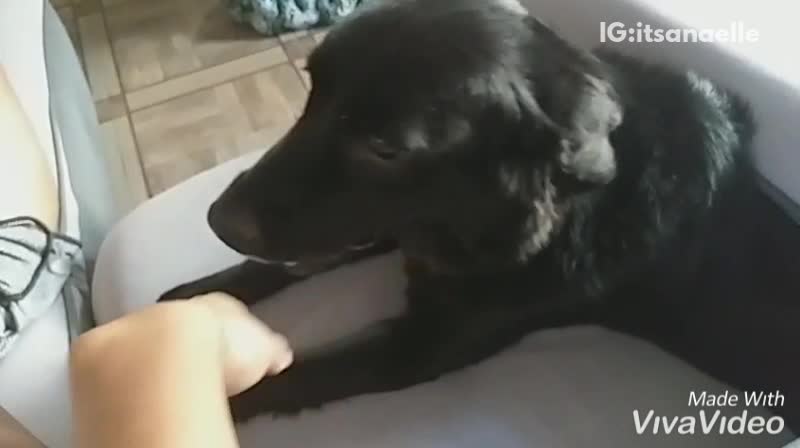 Black dog hides underneath couch cushion