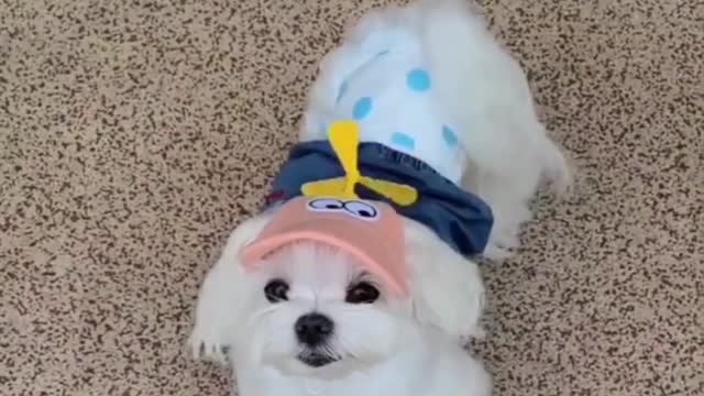 The funny, cute dog is trying to fly in the sky with the help of its wings. funny dog videos