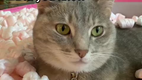 Cat Doing Work with Fun