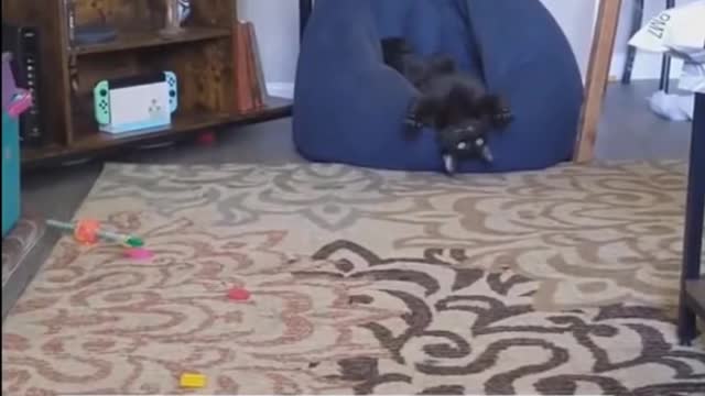 funny cat videos